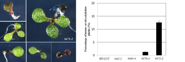 Abnormal cotyledon development in #471-2