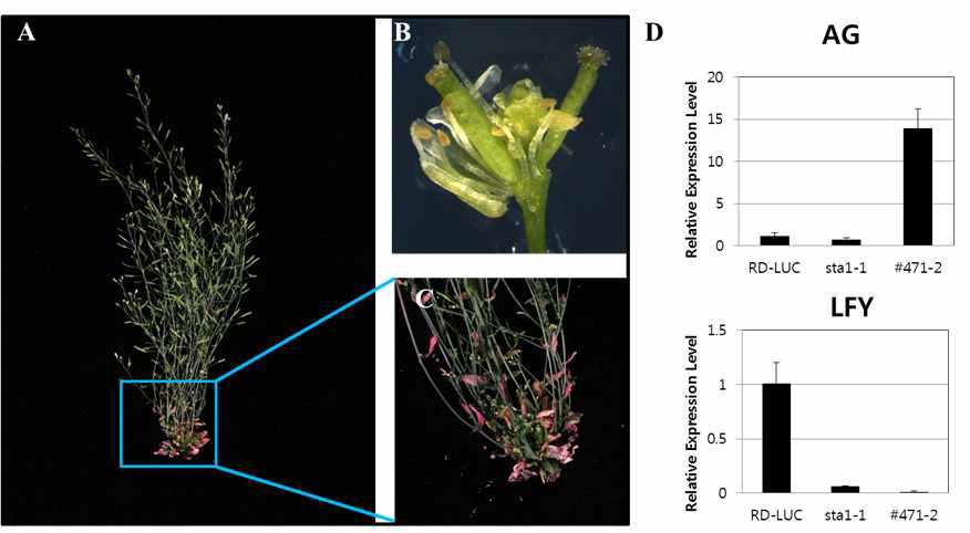 Abnormal phenotype of #471-2 in apical dominance and carpel development