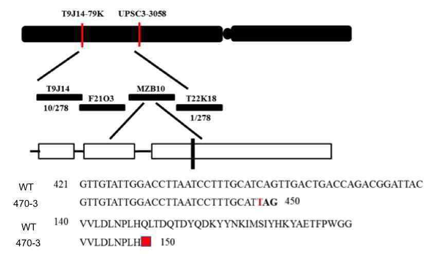 sta1-1 modifier(#470-3) positional cloning;