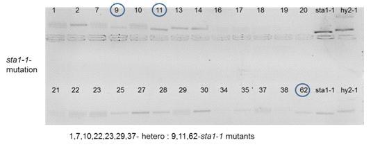 sta1-1/hy2-1 F2에서의 sta1-1 돌연변이를 가지고 있는 double mutant를 찾기 위한 PCR genotyping