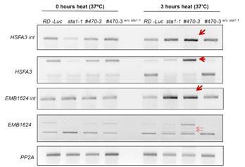 sta1-1/hy2-1 F2에서의 sta1-1 돌연변이를 가지고 있는 double mutant를찾기 위한 PCR genotyping