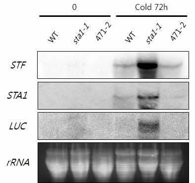 Expression levels of endogenous STF, STA1 and Luc gene