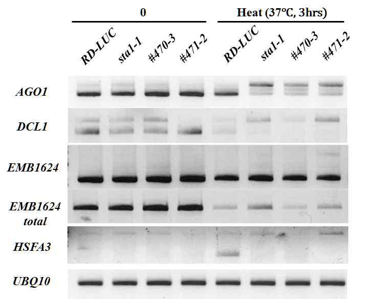 Splicing defects in sta1-1 and its suppressor, #471-2