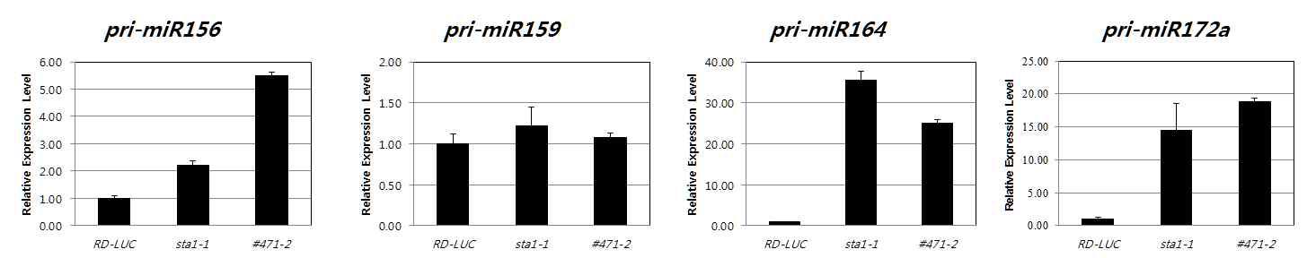 pri-miRNA accumulations in sta1-1 and its suppressor, #471-2