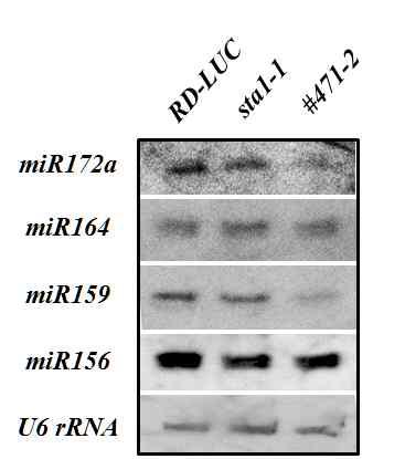 Expression analysis of miRNA