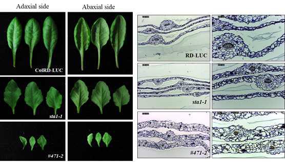 Leaf phenotype of sta1-1 suppressor, #471-2