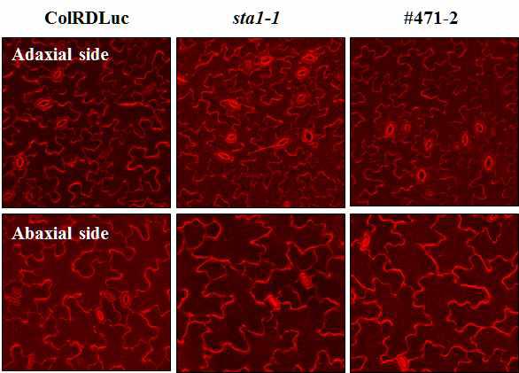 Leaf surface phenotype of sta1-1 suppressor, #471-2