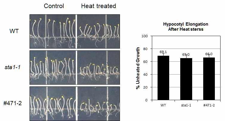 Hypocotyl elongation after heat treatment