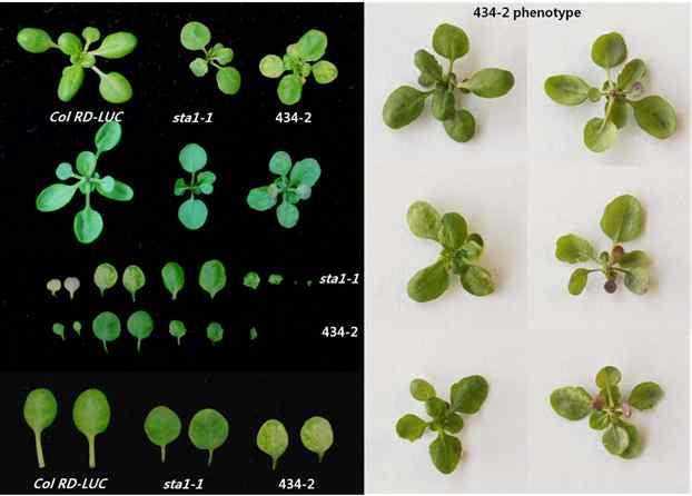 Leaf phenotype of #434-2