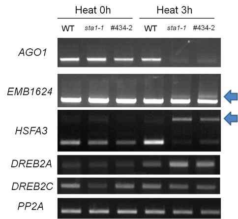 Splicing defects were not restored in sta1-1 suppressor, #434-2