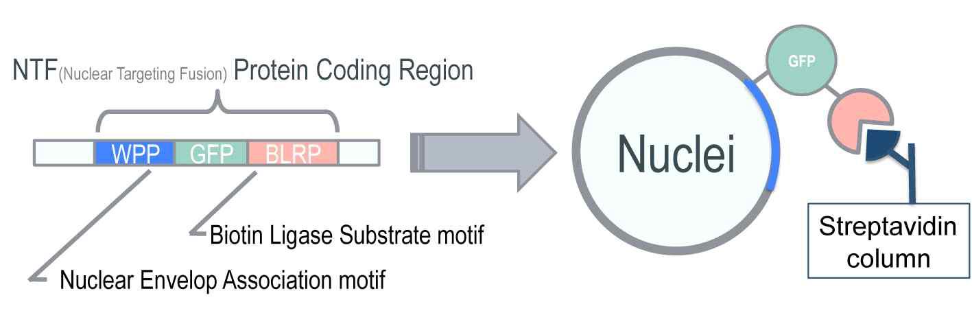 INTACT (Isolation of Nuclei TAgged in specific Cell Types) 방법에 의한 핵분리 방법의 개요