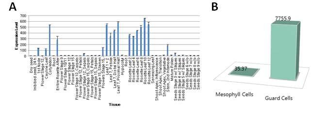 GC1 유전자의 In silico analyses. (A) GC 유전자의 tissue별, 발달 단계별 발현 수준 비교 (B) 잎 기관의 공변세포(guard cells)와 엽육세포(mesophyll cells)에서의 GC 유전자 발현 양상의 차이