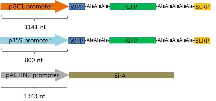 pGC1, p35S promoter 조절 INTACT 플라스미드의 디자인