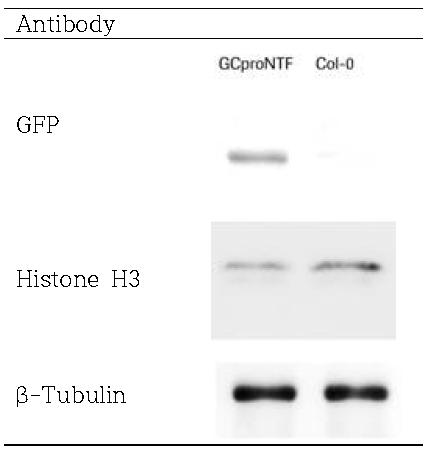 pGC-NTF#18 형질전환 식물로부터 핵 분리 및 western 분석 검증
