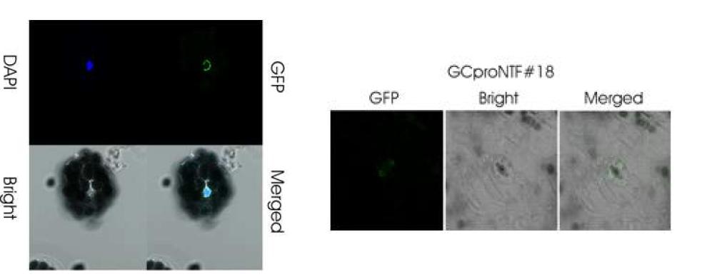 pGC-NTF#18의 잎과 잎을 이용하여 얻은 protoplast 현광현미경 분석조사