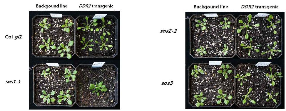 DDR2 형질전환체와 background line 비교