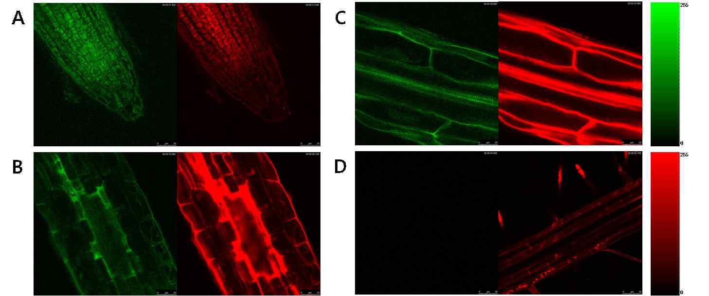 애기장대 세포에서의 DDR2-GFP 발현.