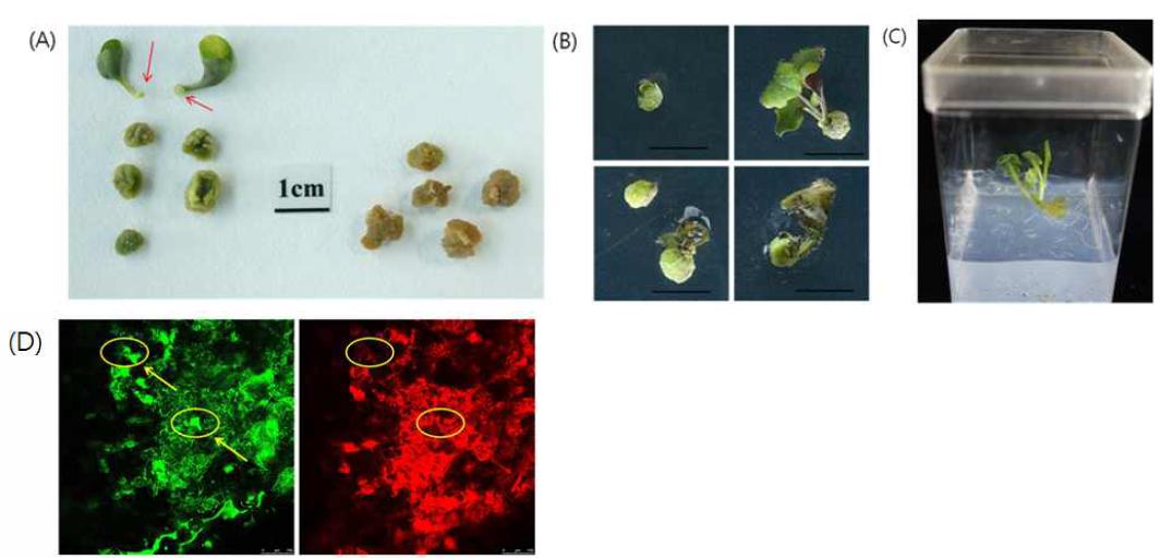 DDR2 (A) 유체형질전화체에서의 callus 형성 및 (B) 줄기형성 (C) 줄기와 뿌리형성 (D) confocal image로 본 callus에서의 DDR2-GFP positive signal