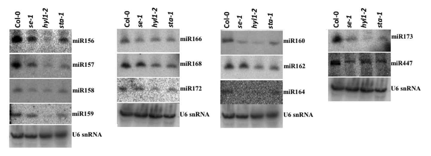 miRNA level comparison in sta1-1 and other miRNA biogenesis mutants