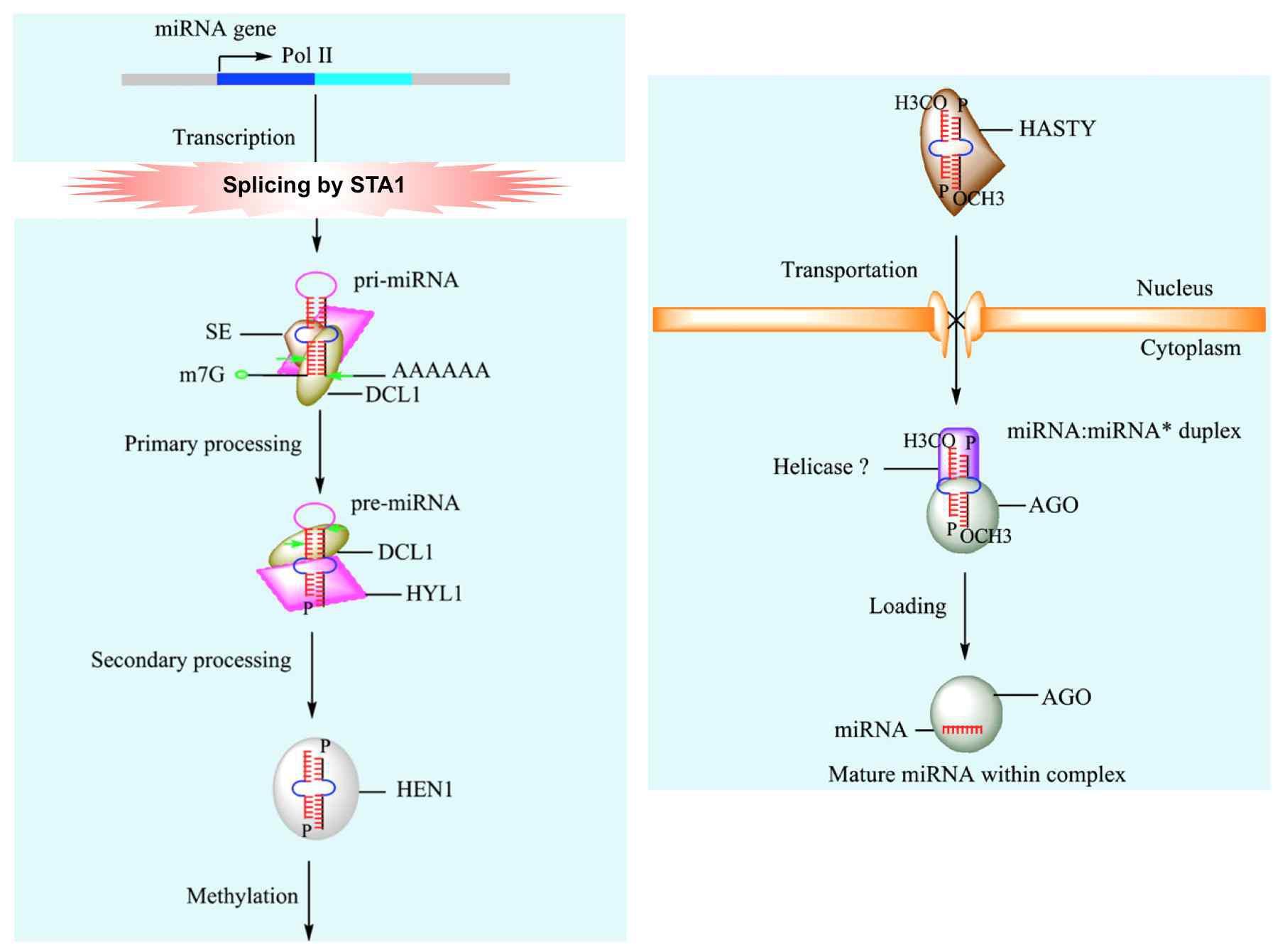 Importance of STA1-mediated splicing in miRNA biogenesis