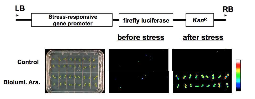 Stress-Responsive RD29A promoter driven luciferase transgenic Arabidopsis