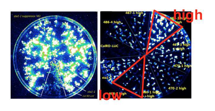 Luminescence-assisted isolation of sta1-1 enhancer/suppressor