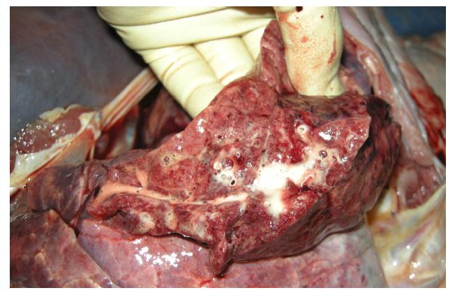 폐사축의 폐에서 확인된 폐부종 및 포말성 액체
