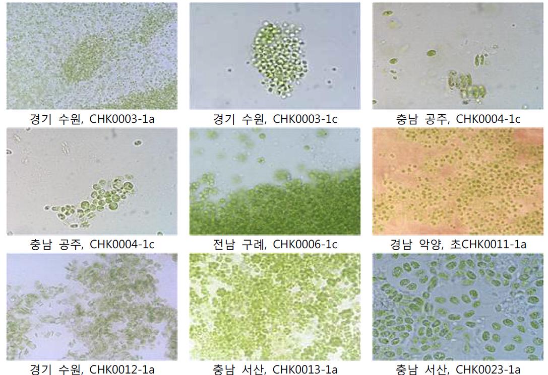 광학현미경을 이용한 클로렐라 분리 지역별 주요 균주 세포형태 관찰