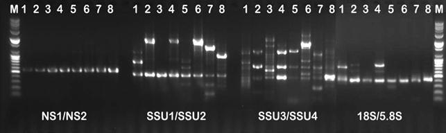 클로렐라의 분자생물학적 동정을 위한 Nuclear-encoded (NS1/NS2) gene과 chloroplast-encoded small-subunit rDNA (SSU1/SSU2, SSU3/SSU4, 18S/5.8S) 특이 primer를 이용한 PCR증폭