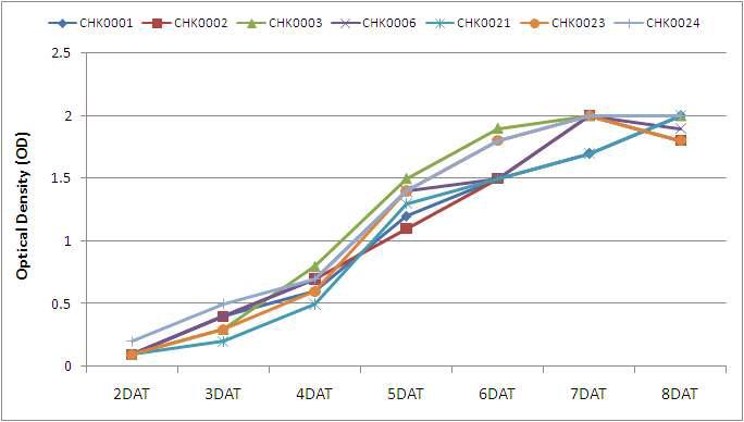 Chlorella fusca 균주의 배양시간별 흡광도(OD, 600nm)의 변화