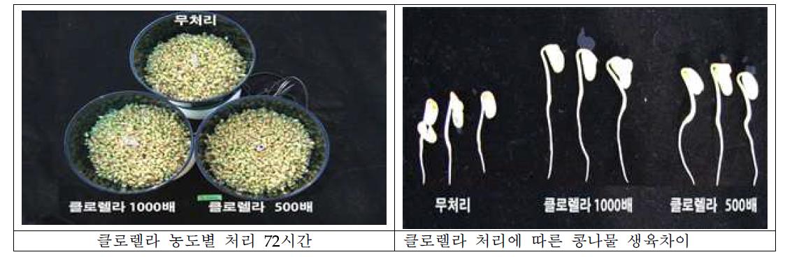 Chlorella fusca 균주 처리농도별 콩나물 생육 비교