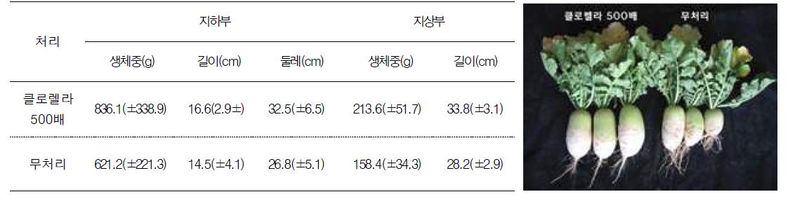 클로렐라 처리농도별 무의 생육촉진 효과(포트장)