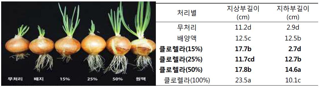 클로렐라 처리농도에 따른 양파 뿌리와 줄기 생육비교