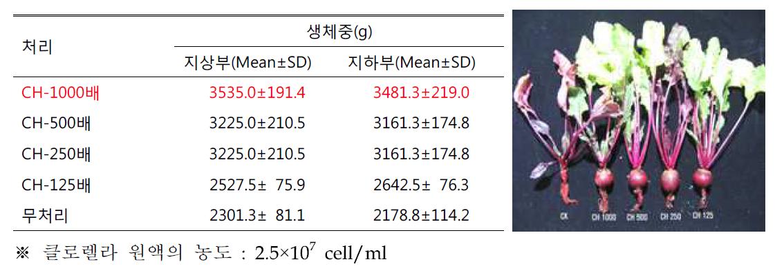 비트 클로렐라 처리농도별 생육촉진 효과