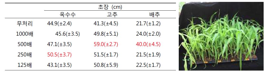 옥수수, 고추, 배추의 클로렐라 처리농도별 생육촉진 효과