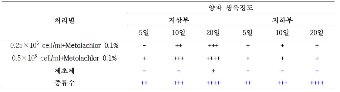 양파의 클로렐라 처리 기간 경과에 따른 제초제 활성억제