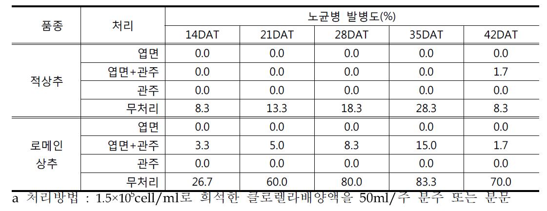 클로렐라 처리방법에 따른 상추의 노균병발생 경감효과