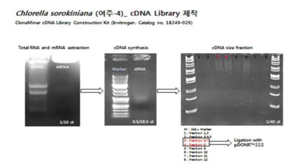 클로렐라 유전자분석을 위한 Chlorella sorokiniana 여주-균주 cDNA library 제작