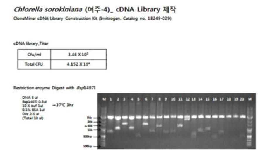 Chlorella sorokiniana 균주 cDNA library의 insert DNA 확인