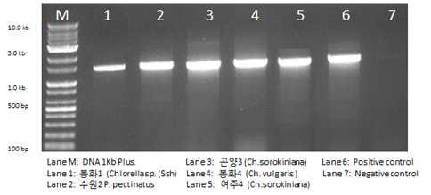 클로렐라와 공생하는 미생물의 핵산을 추출 후 PCR결과