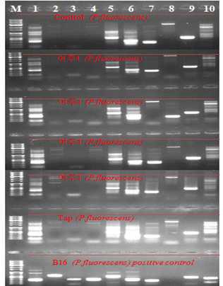 PQQ 생합성 유전자들에 대한 PCR 결과.