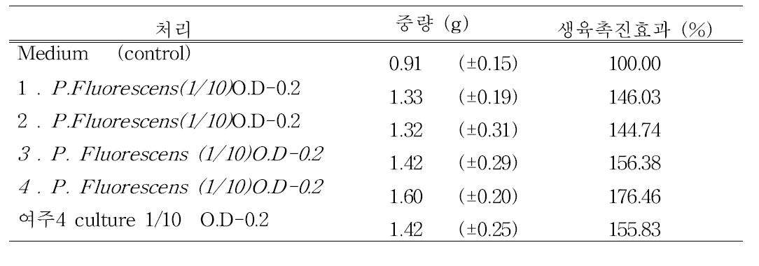 Pseudomonas fluorescens 4 종류 균주의 식물 생육 촉진 효과.