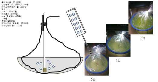 김장용 비닐팩을 이용한 클로렐라 간이배양 모식도