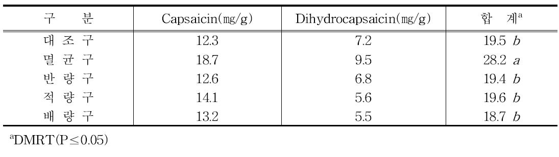 미생물 처리별 Capsicin 함량