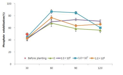 Phosphate solubilization rate in tomato as affected by the Kluyvera sp. CL2