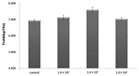 Yield in tomato as affected by the Kluyvera sp. CL2