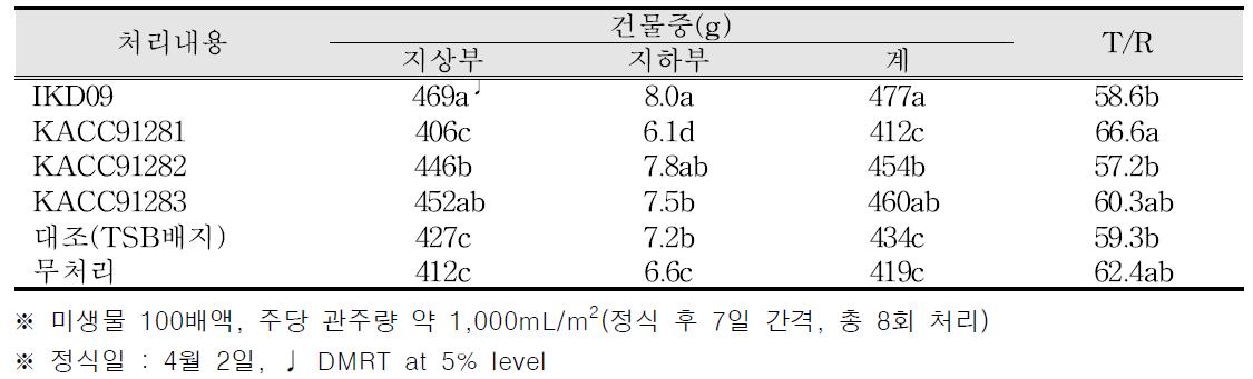 건물중 및 T/R율(토마토 점적관주)