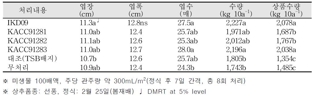 지상부 생육 및 수량(상추 점적관주 / 봄재배)