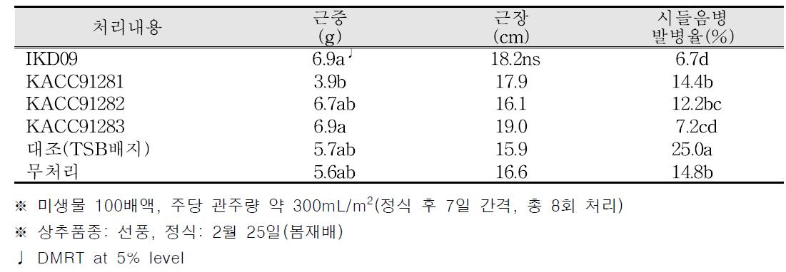 지하부 생육 및 시들음병 발병율(상추 점적관주 / 봄재배)