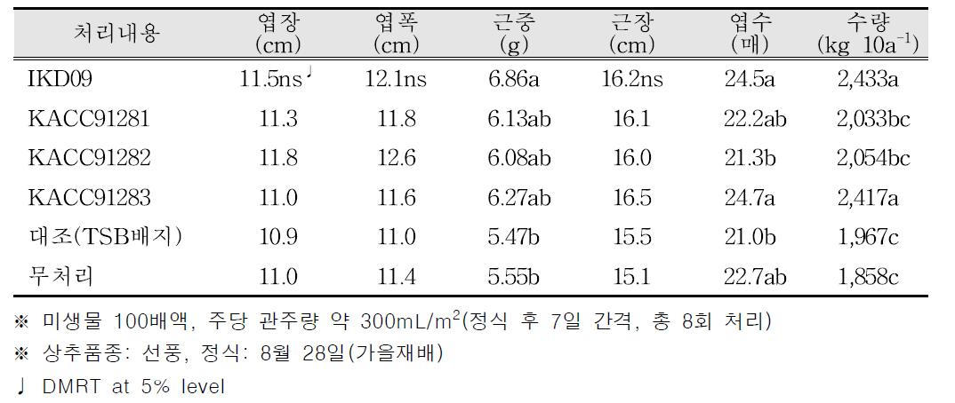 생육 및 수량(상추 점적관주 / 가을재배)